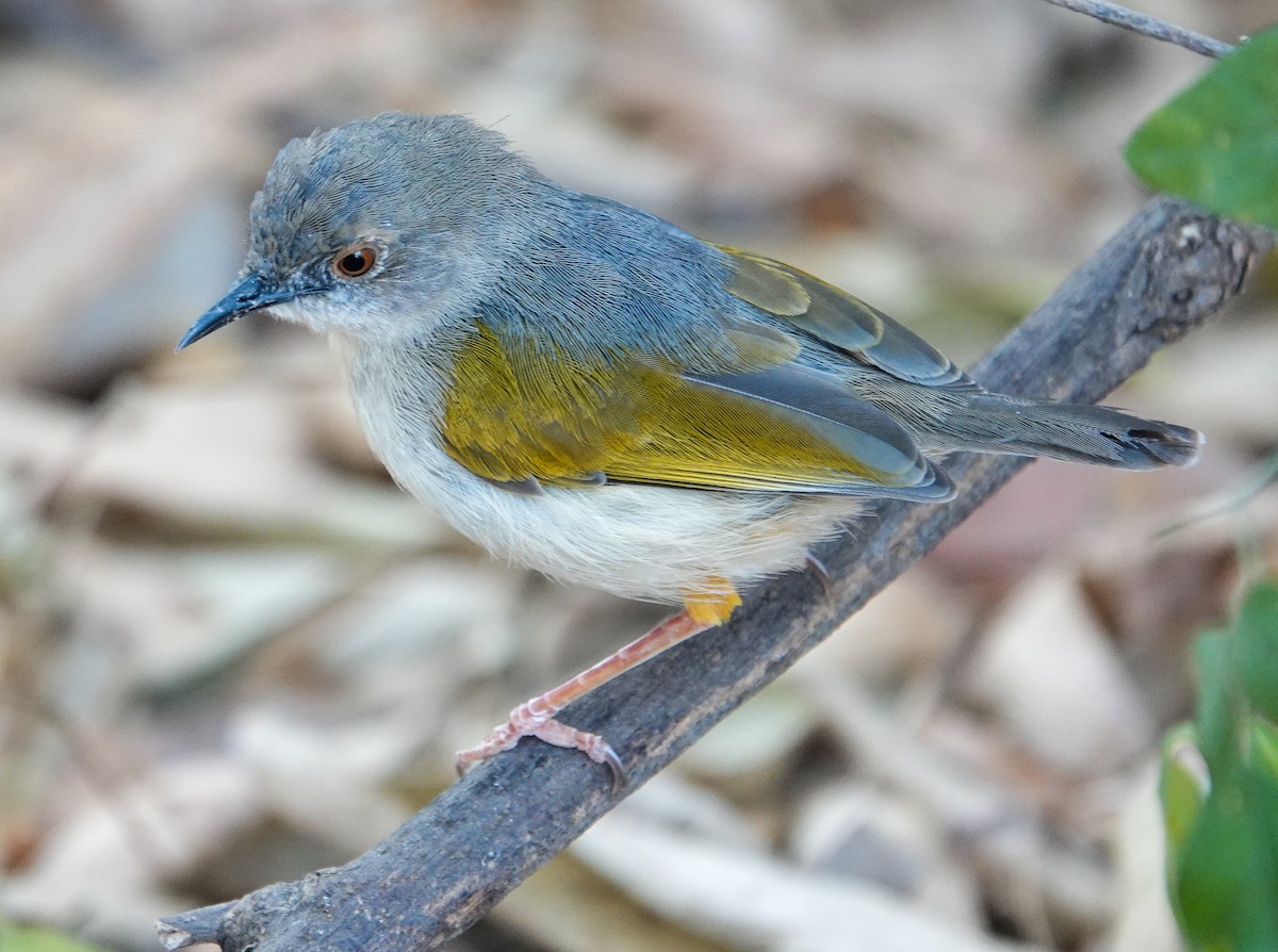 Yeşil Sırtlı Kamaropter [brevicaudata grubu] - ML644397644