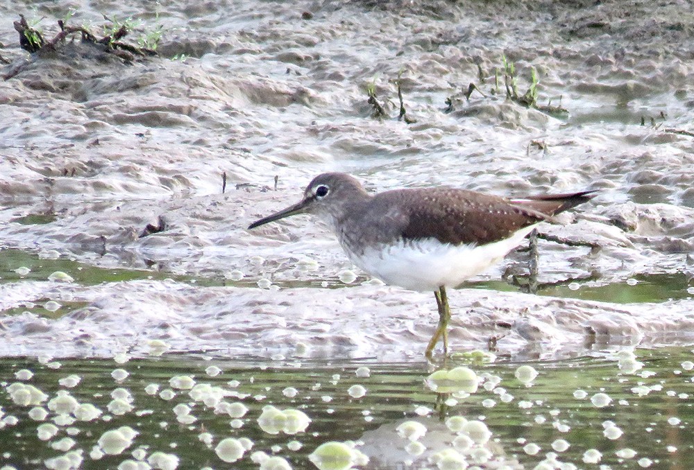 Piro piro culbianco - ML644397649