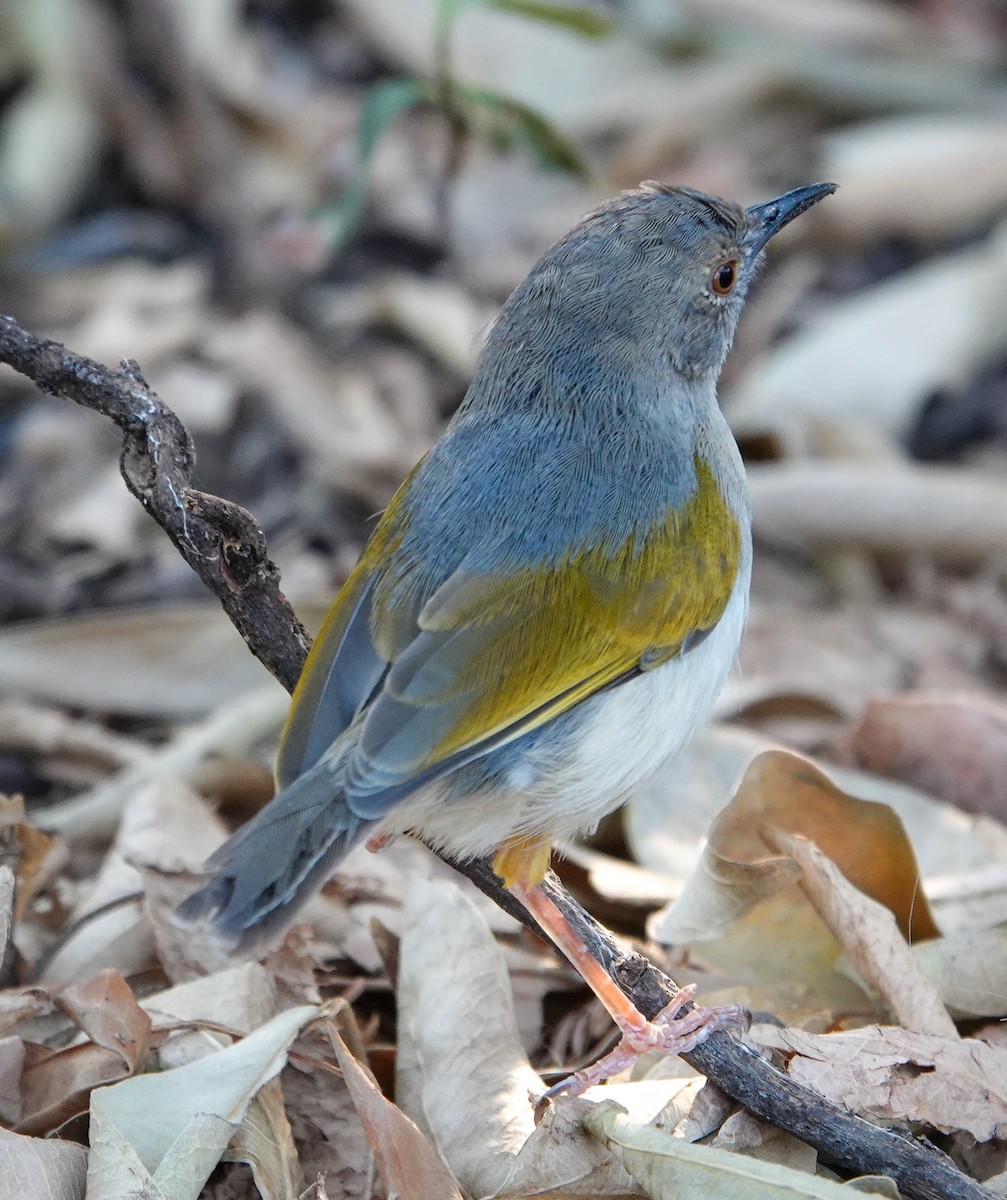 Yeşil Sırtlı Kamaropter [brevicaudata grubu] - ML644397650