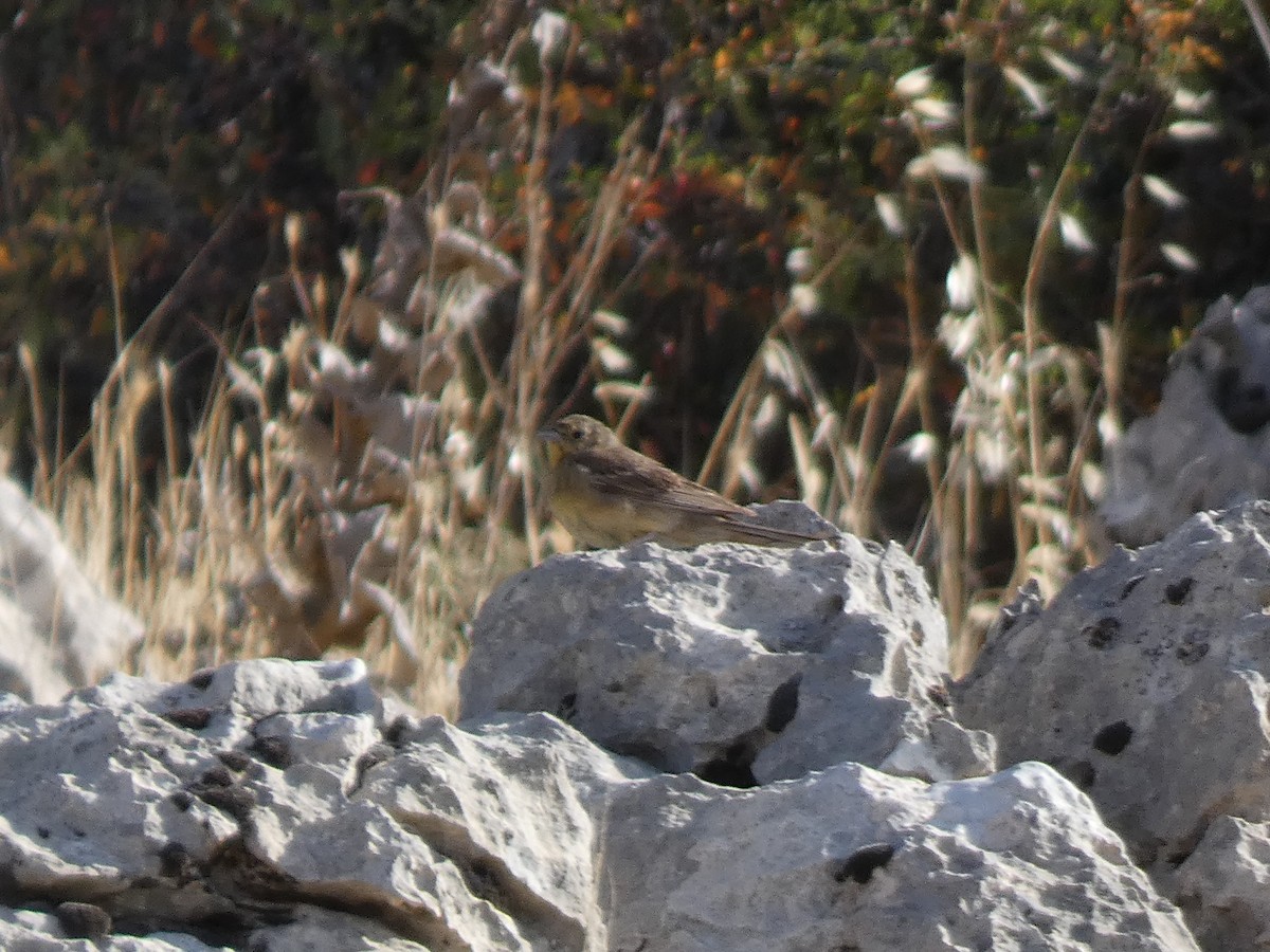 Cinereous Bunting - ML644397652