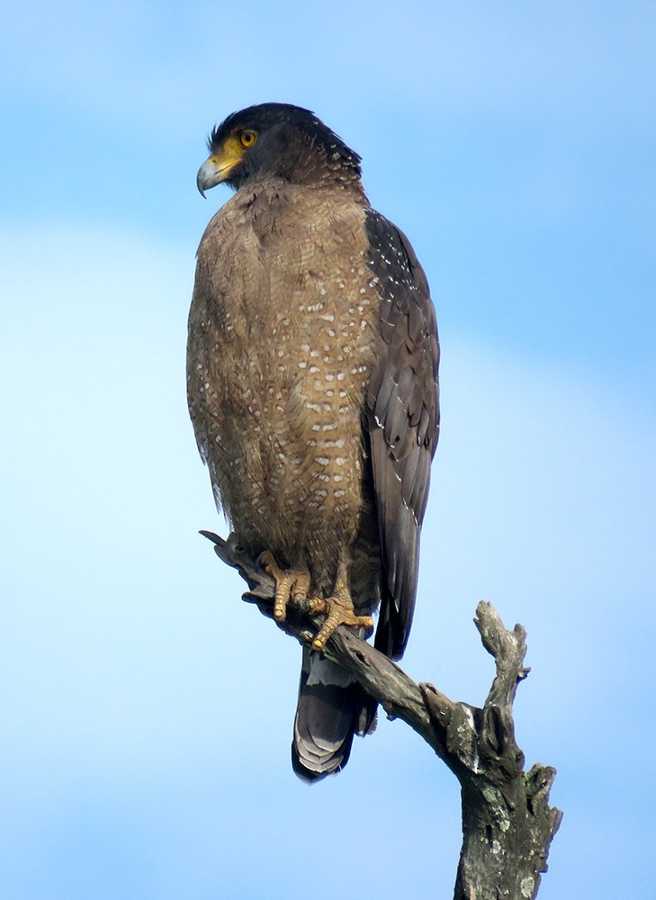 Crested Serpent-Eagle - ML644397654