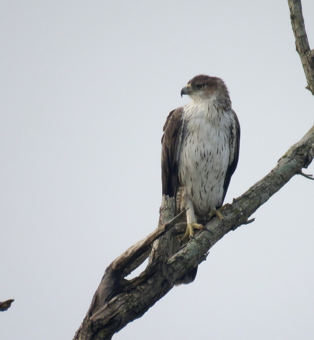 Aquila di Bonelli - ML644397659