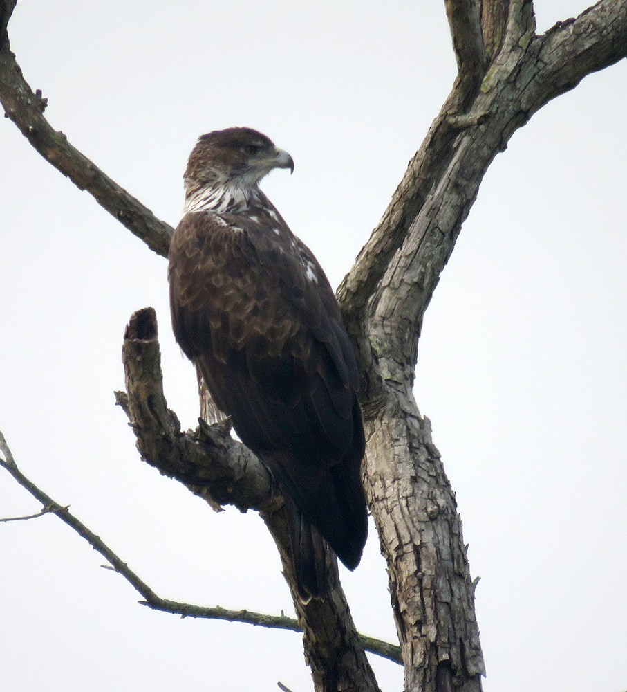 Aquila di Bonelli - ML644397660