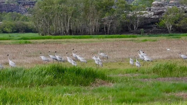 jeřáb australský - ML644397661