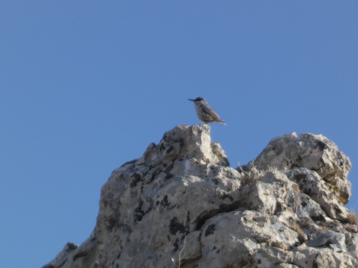 Büyük Kaya Sıvacısı - ML644397663