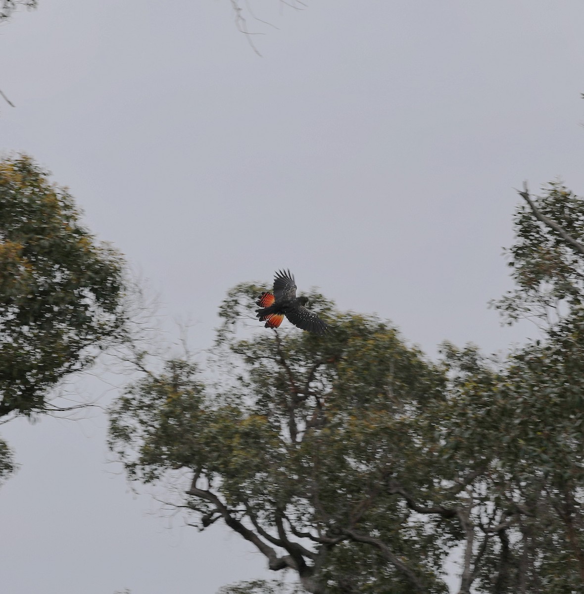 Red-tailed Black-Cockatoo - ML644397664