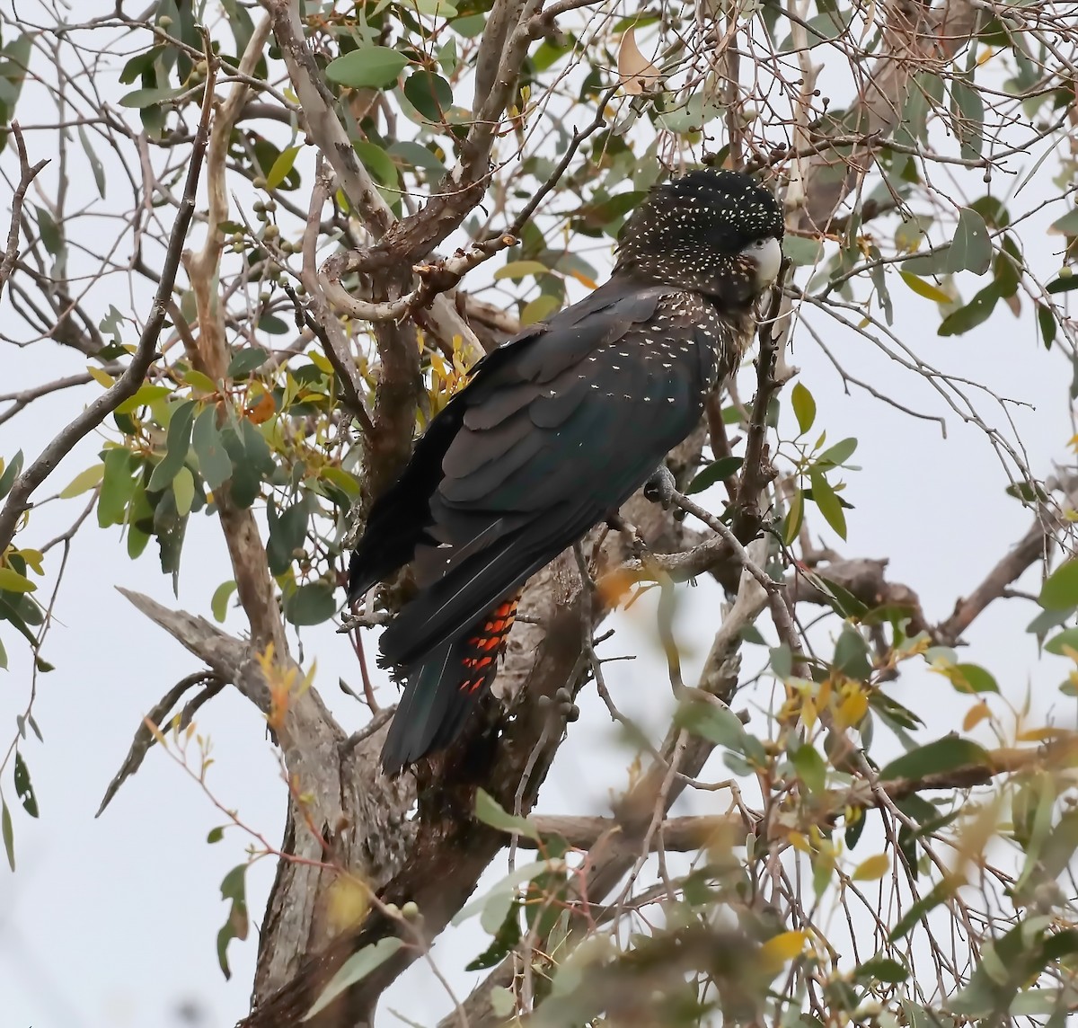 Red-tailed Black-Cockatoo - ML644397665