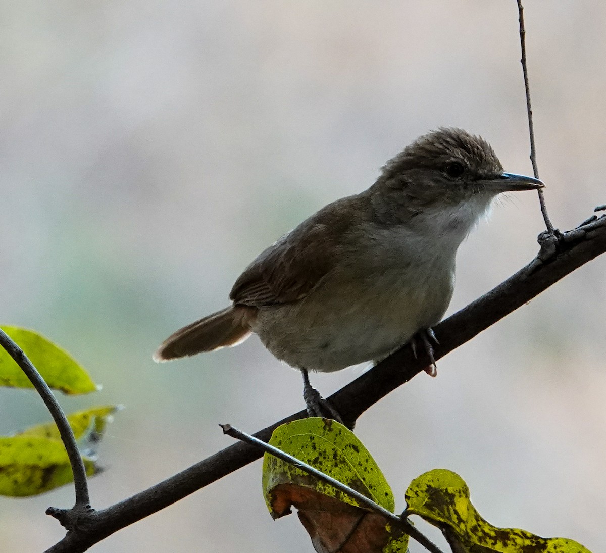 Terrestrial Brownbul - ML644397668