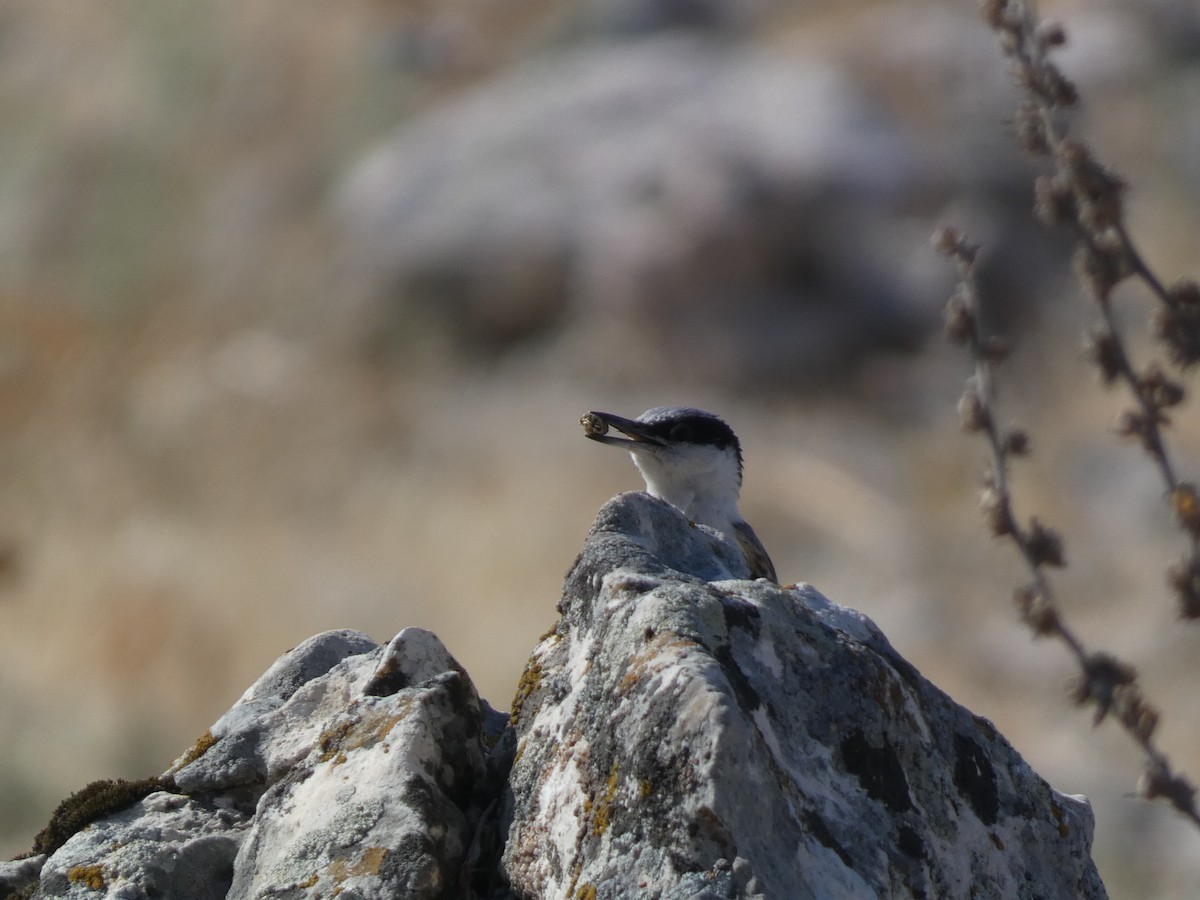 Büyük Kaya Sıvacısı - ML644397669