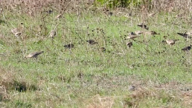 koliha nejmenší - ML644397673