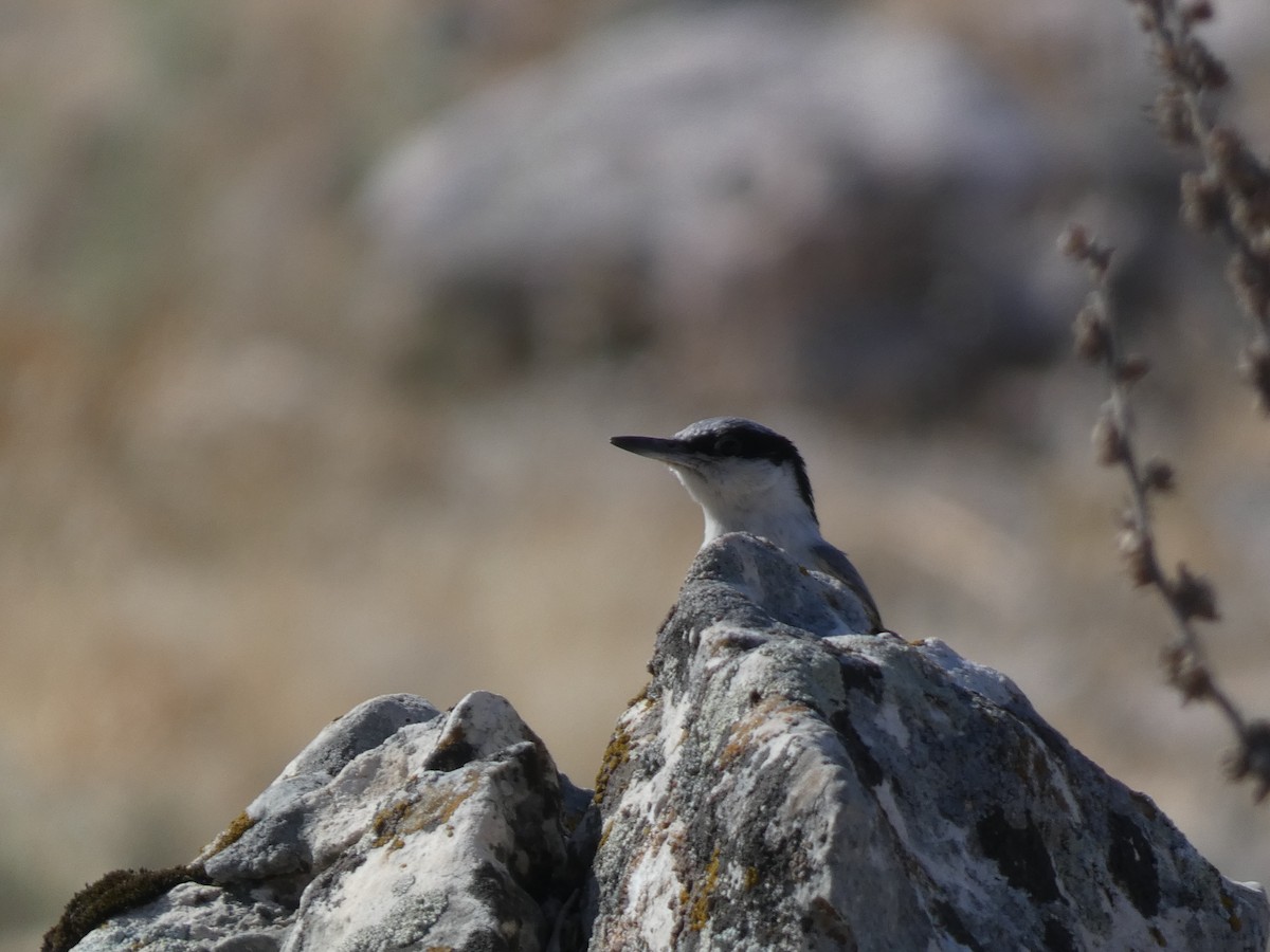 Büyük Kaya Sıvacısı - ML644397674