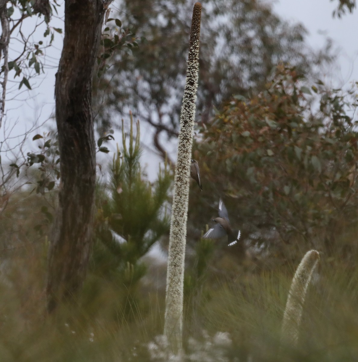 Dusky Woodswallow - ML644397681