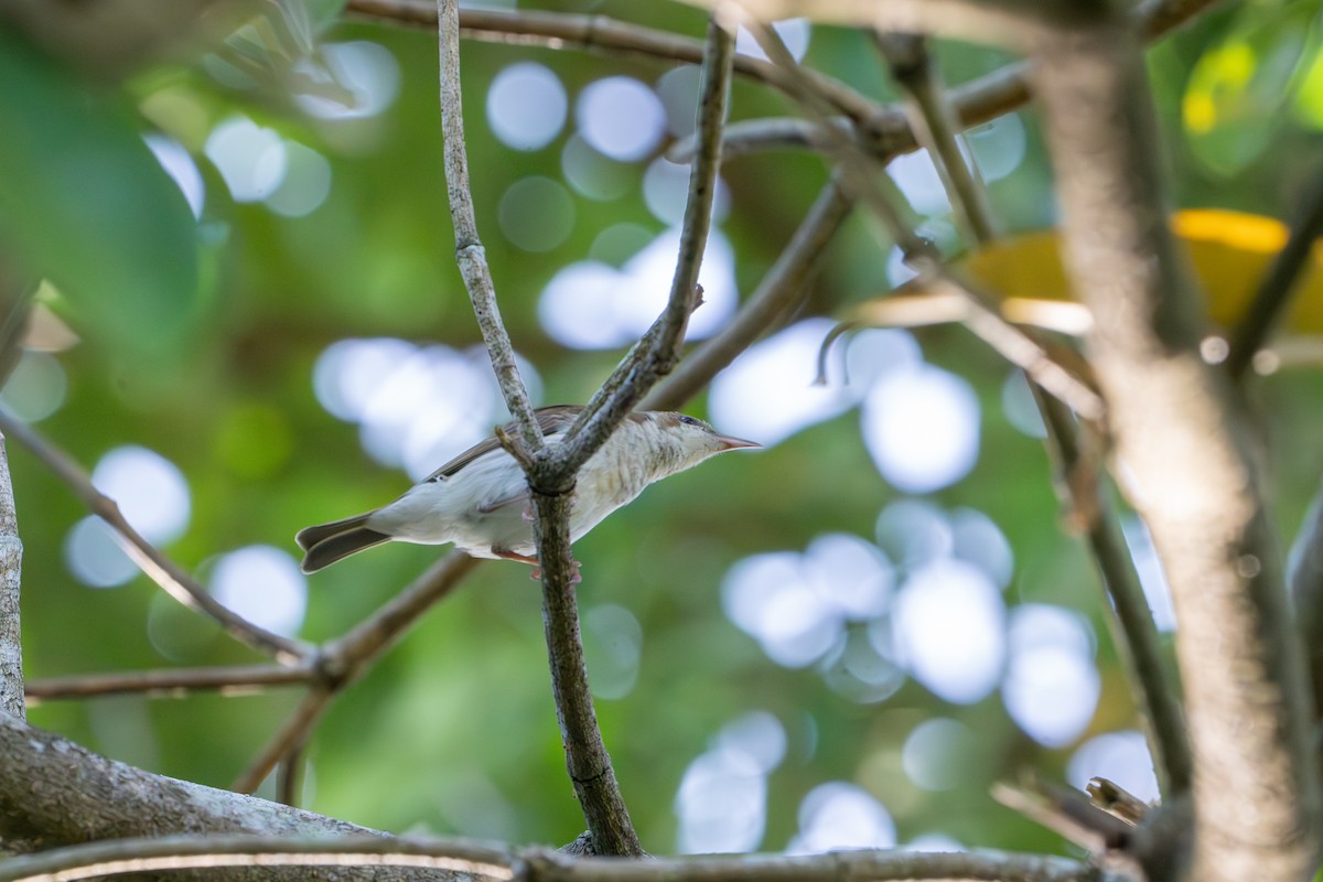 Brown-backed Honeyeater - ML644397684