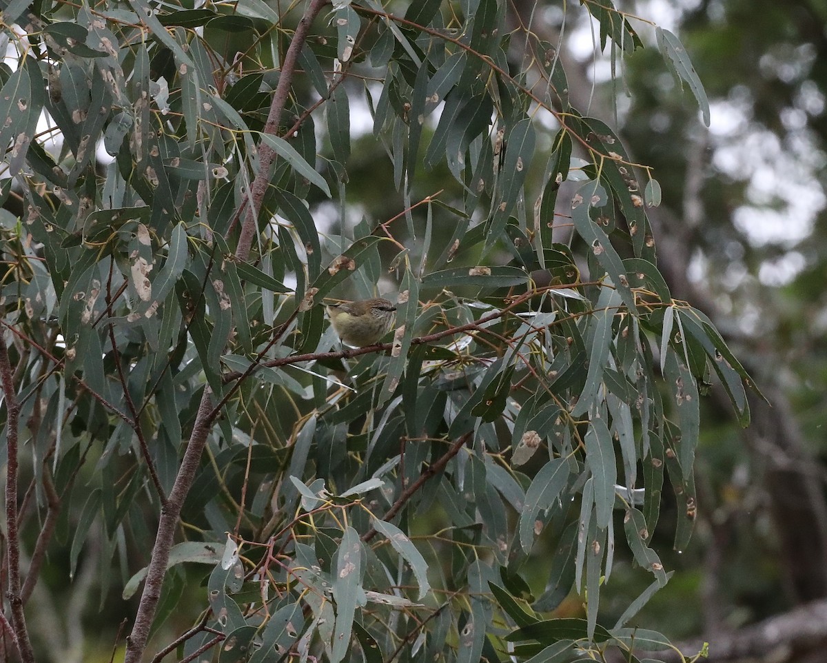 Striated Thornbill - ML644397687