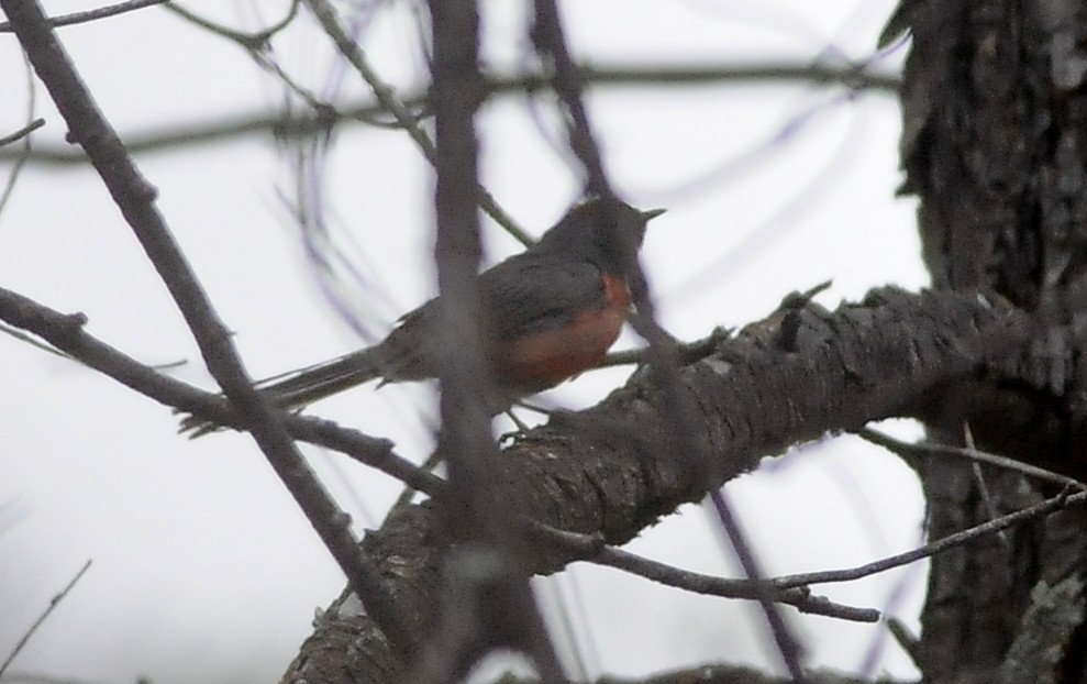 Slate-throated Redstart - ML644397688