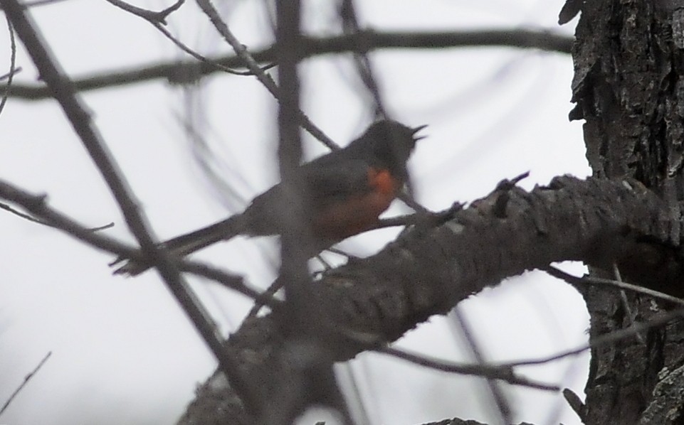 Slate-throated Redstart - ML644397690