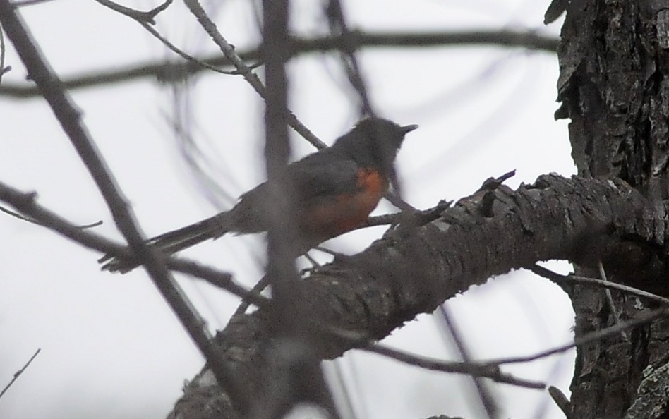 Slate-throated Redstart - ML644397692