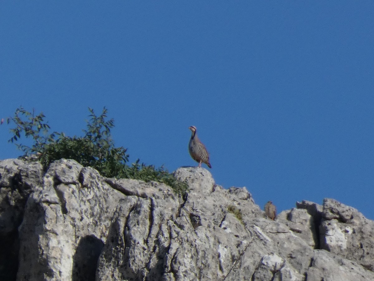 Кеклик - ML644397699