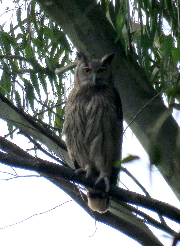 ketupa šerá - ML644397700