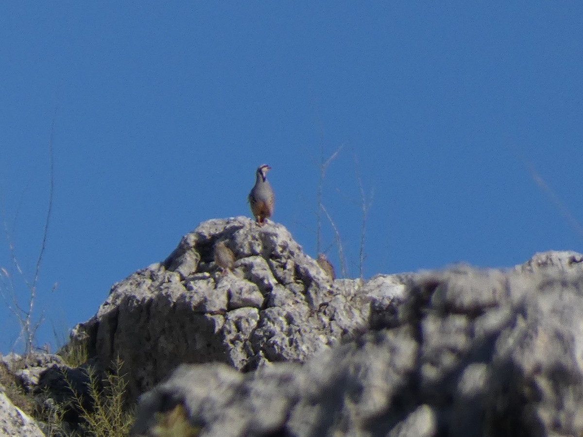 Кеклик - ML644397702