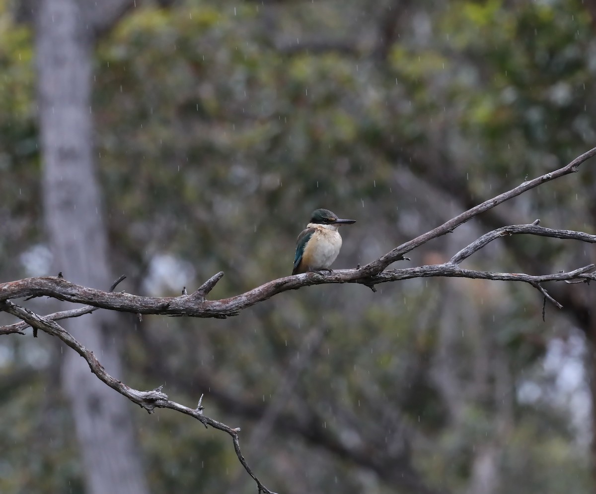 Sacred Kingfisher - ML644397703