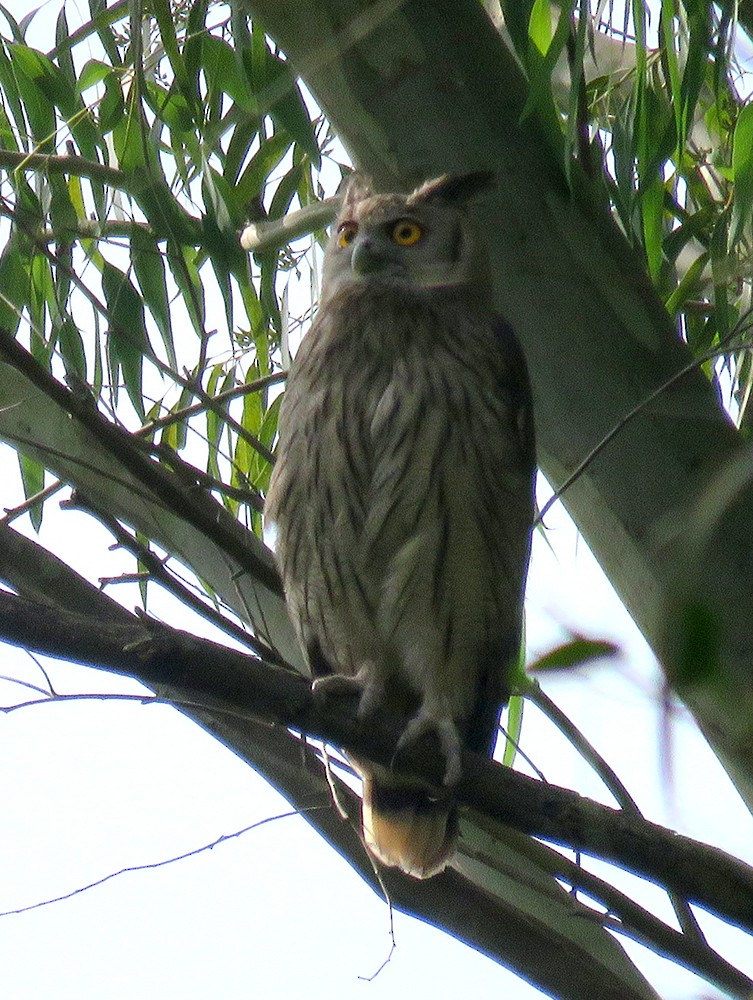 ketupa šerá - ML644397704