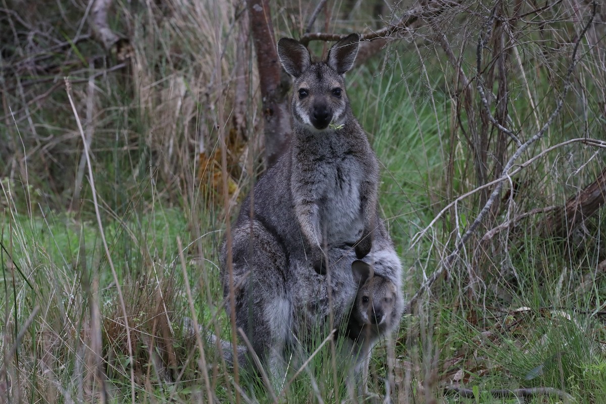 Mammals - ML644397712