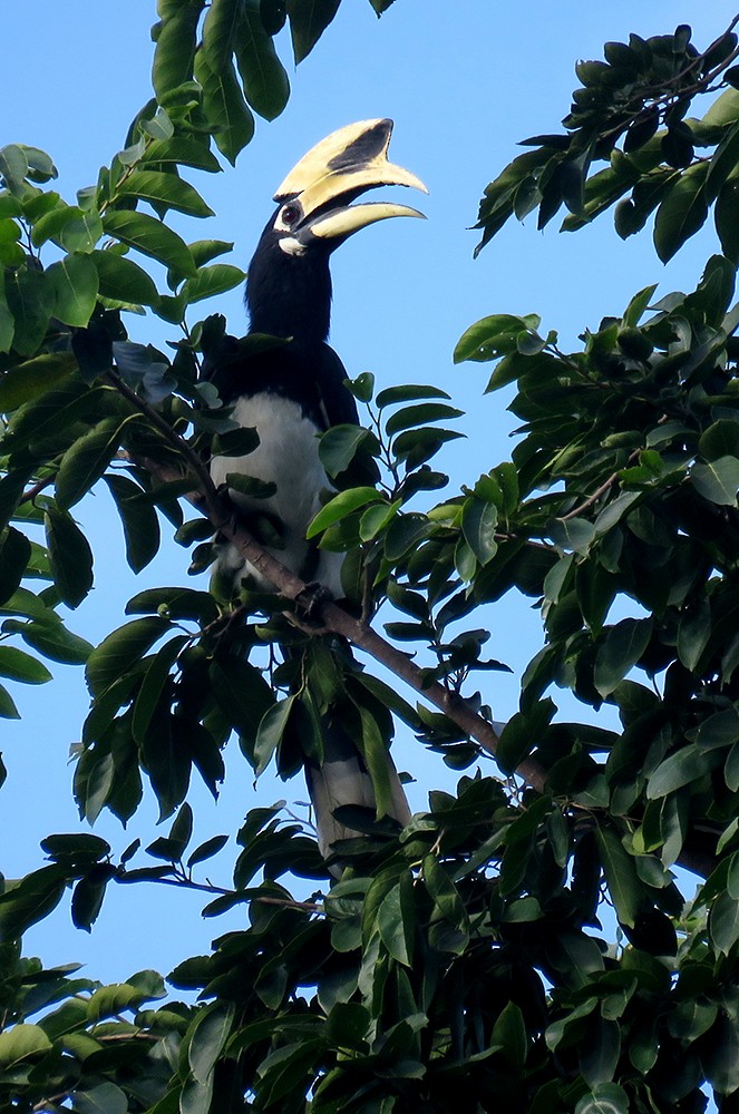 Oriental Pied-Hornbill - ML644397713