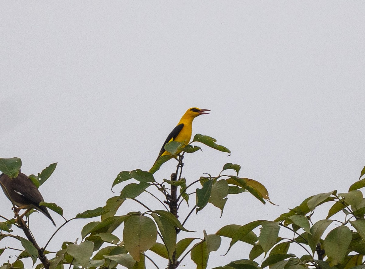 זהבן הודי - ML644397719