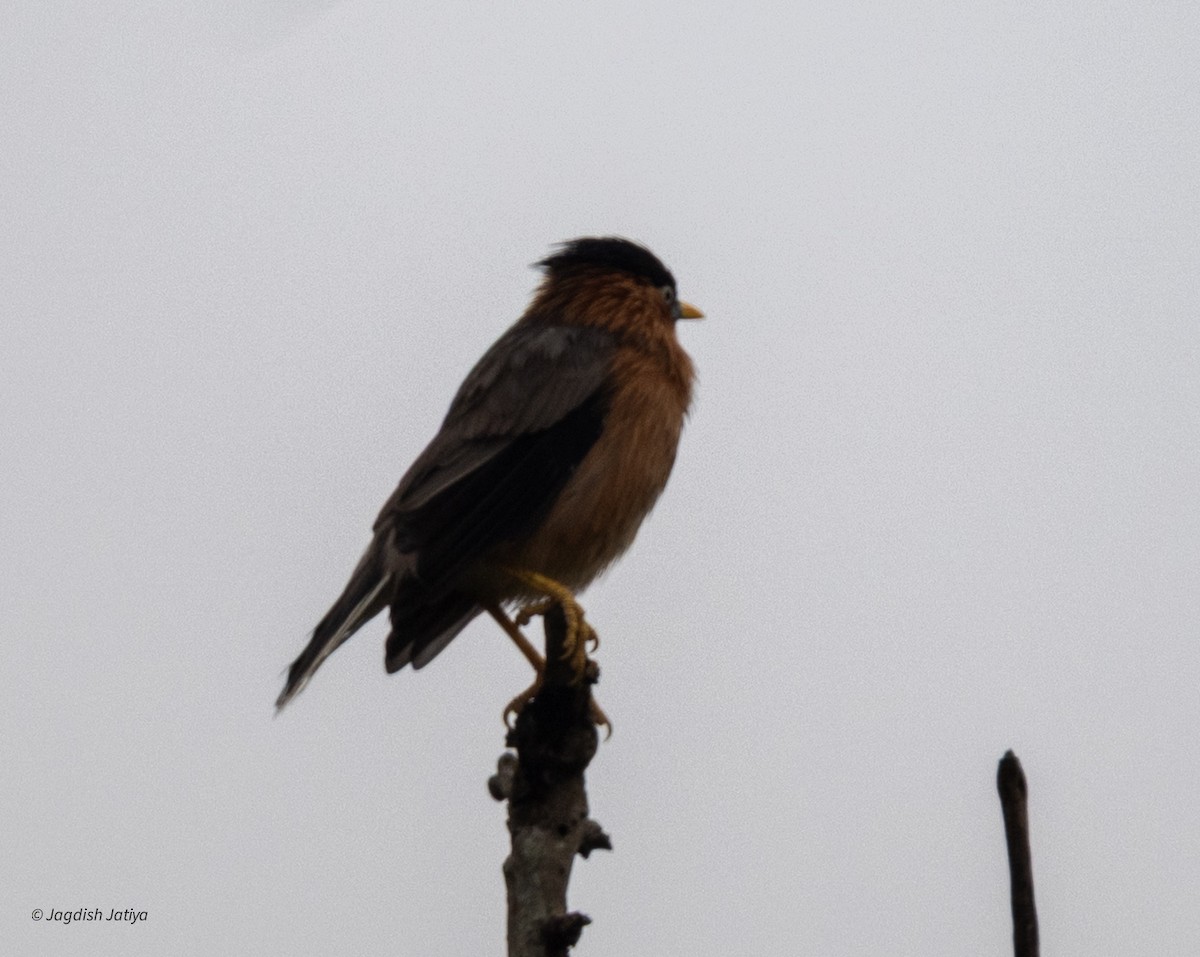 Brahminy Starling - ML644397723