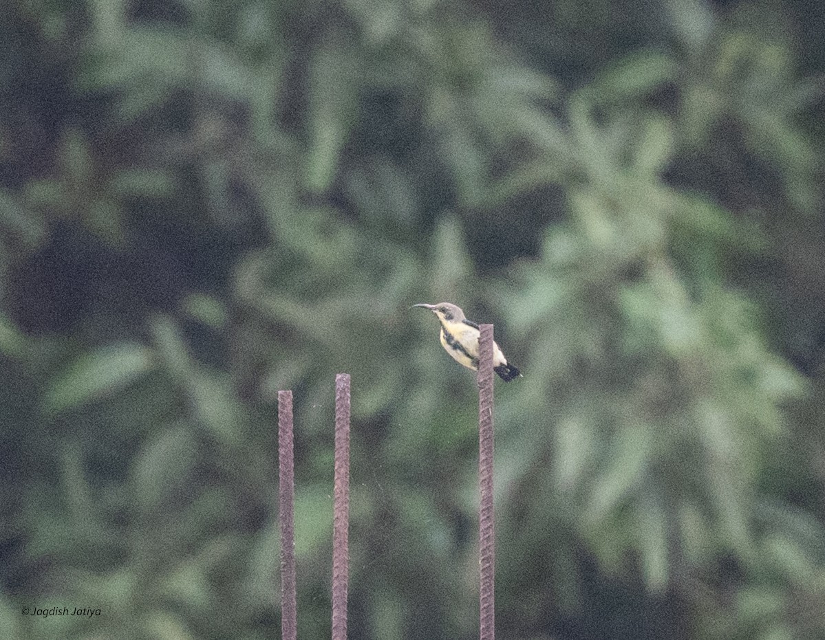 Purple Sunbird - ML644397729