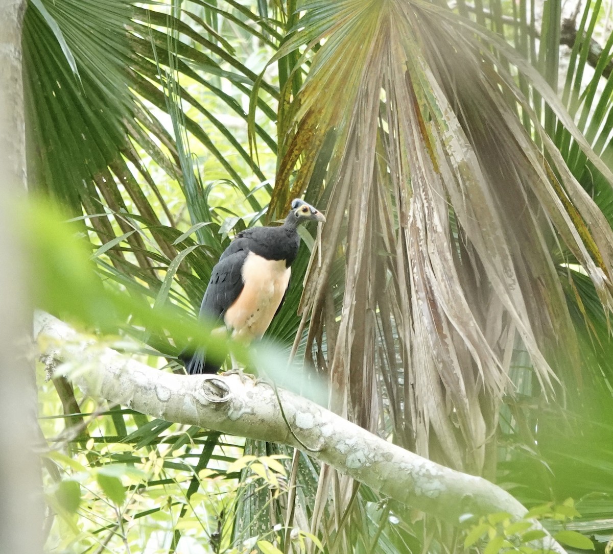 セレベスツカツクリ - ML644397734