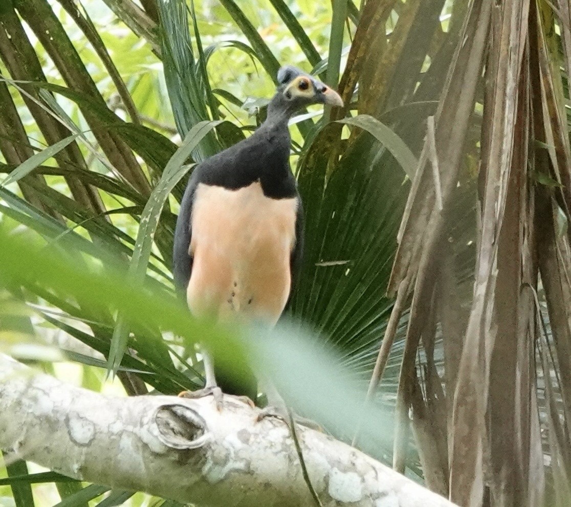 セレベスツカツクリ - ML644397735