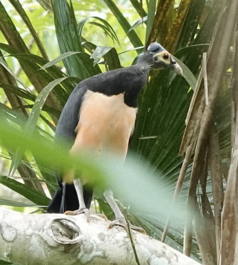 セレベスツカツクリ - ML644397736