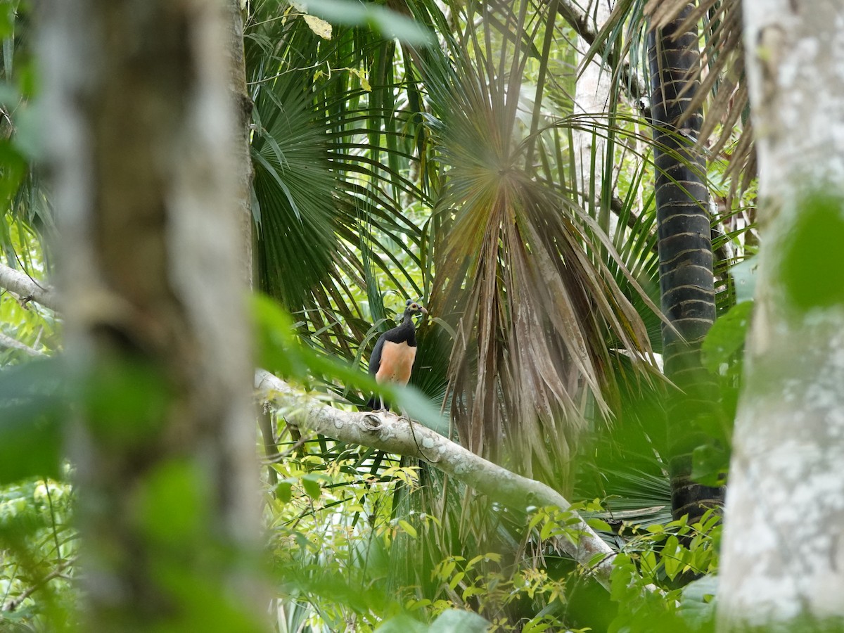 セレベスツカツクリ - ML644397737