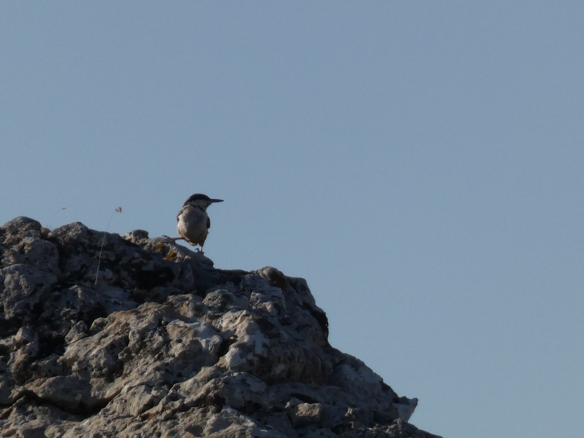 Büyük Kaya Sıvacısı - ML644397740