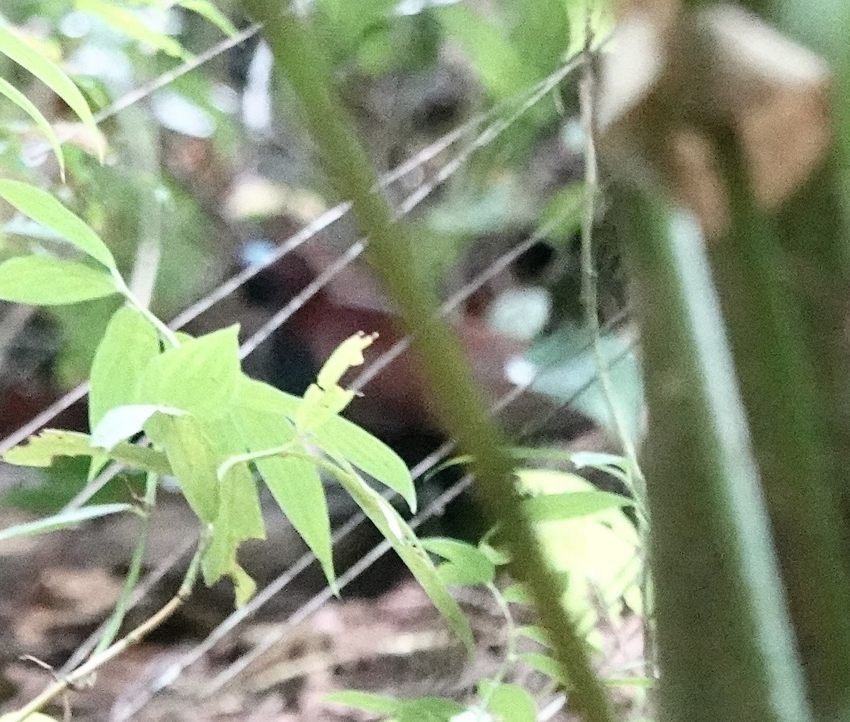 Râle de Rosenberg - ML644397744