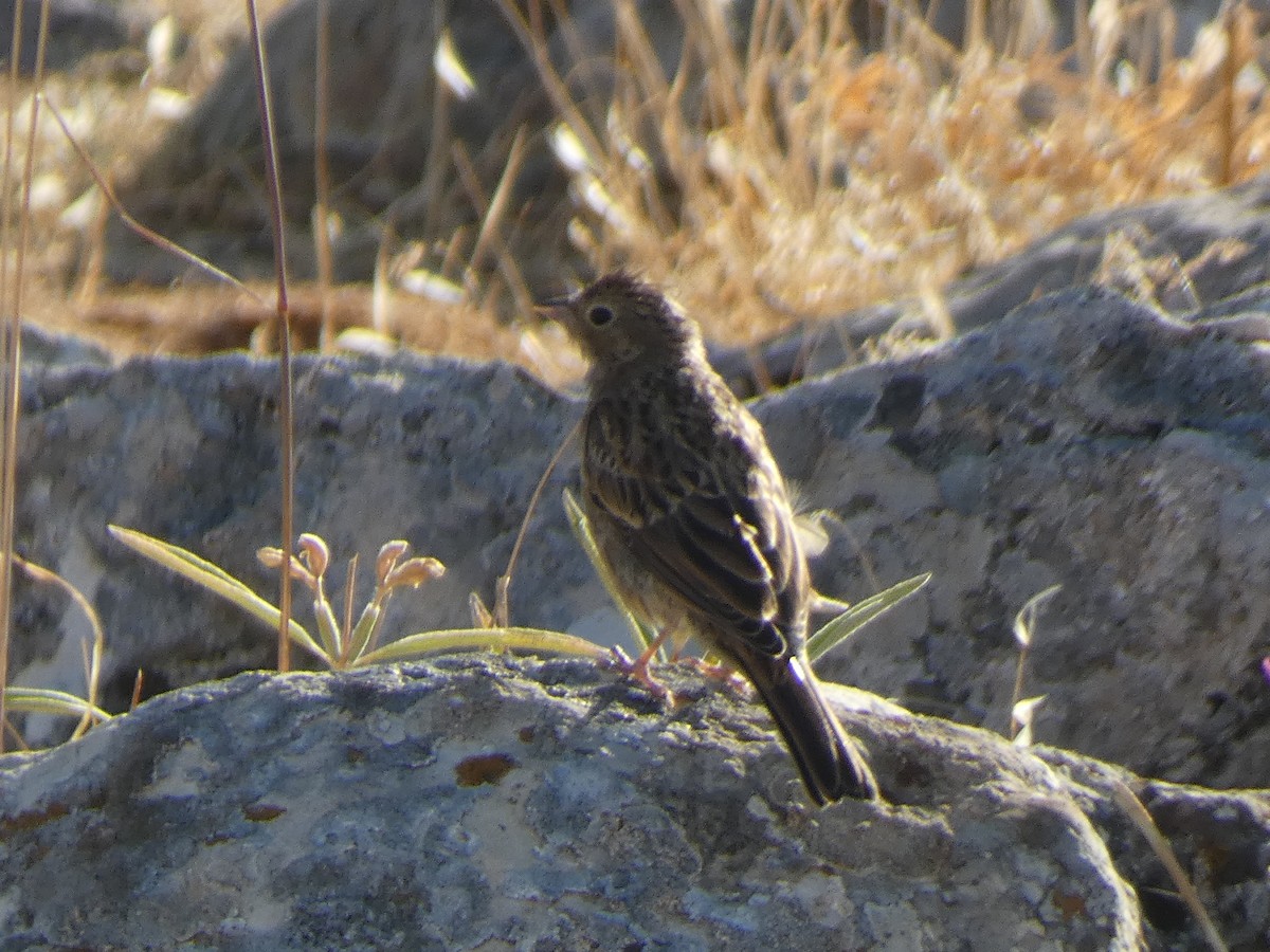 Cinereous Bunting - ML644397745