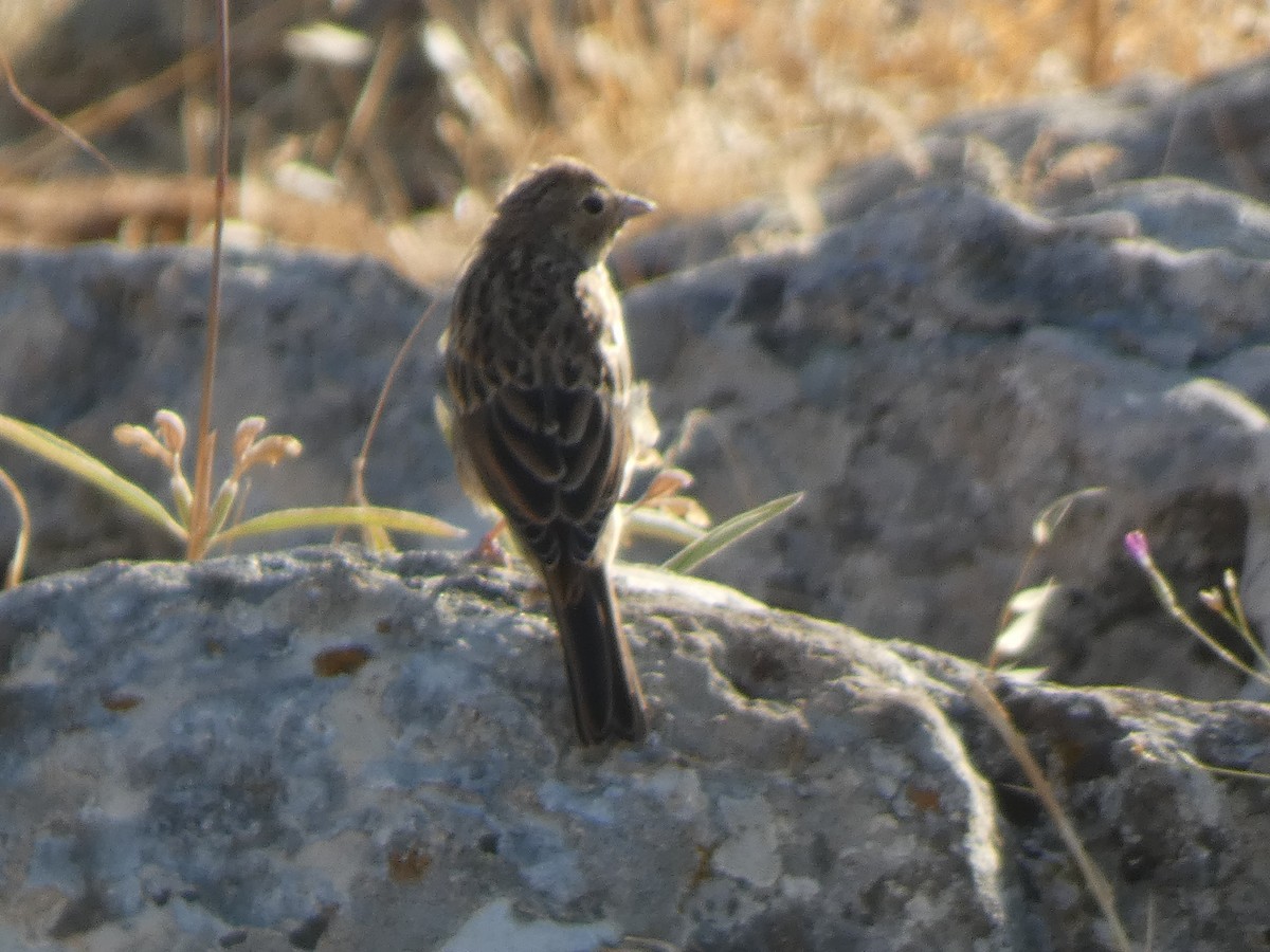 Cinereous Bunting - ML644397747