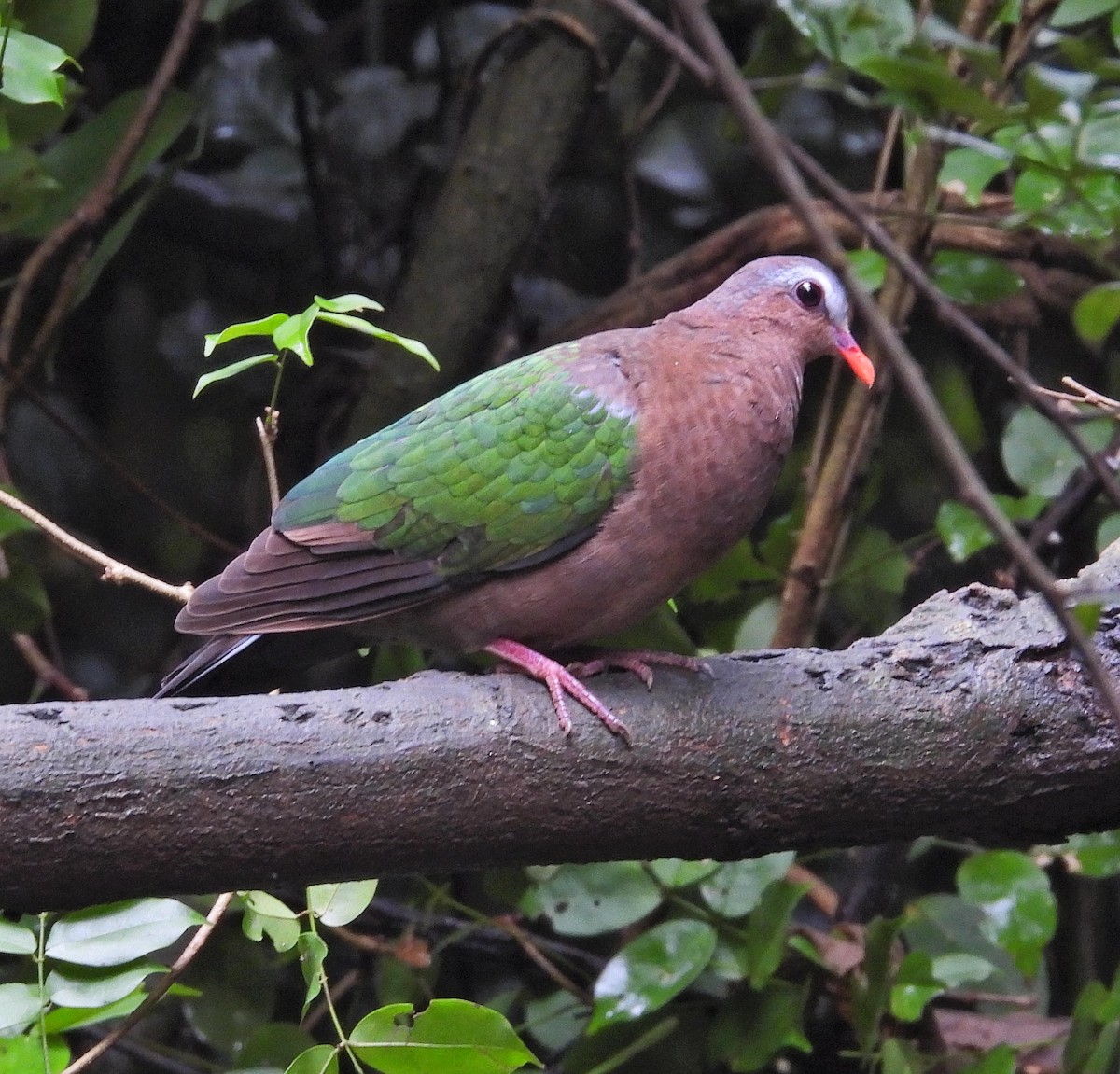 Asian Emerald Dove - ML644397748