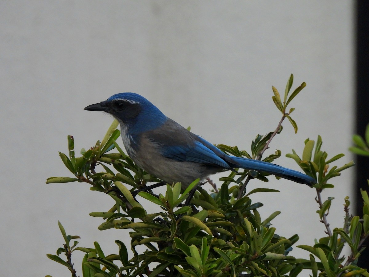 Geai buissonnier - ML644397757