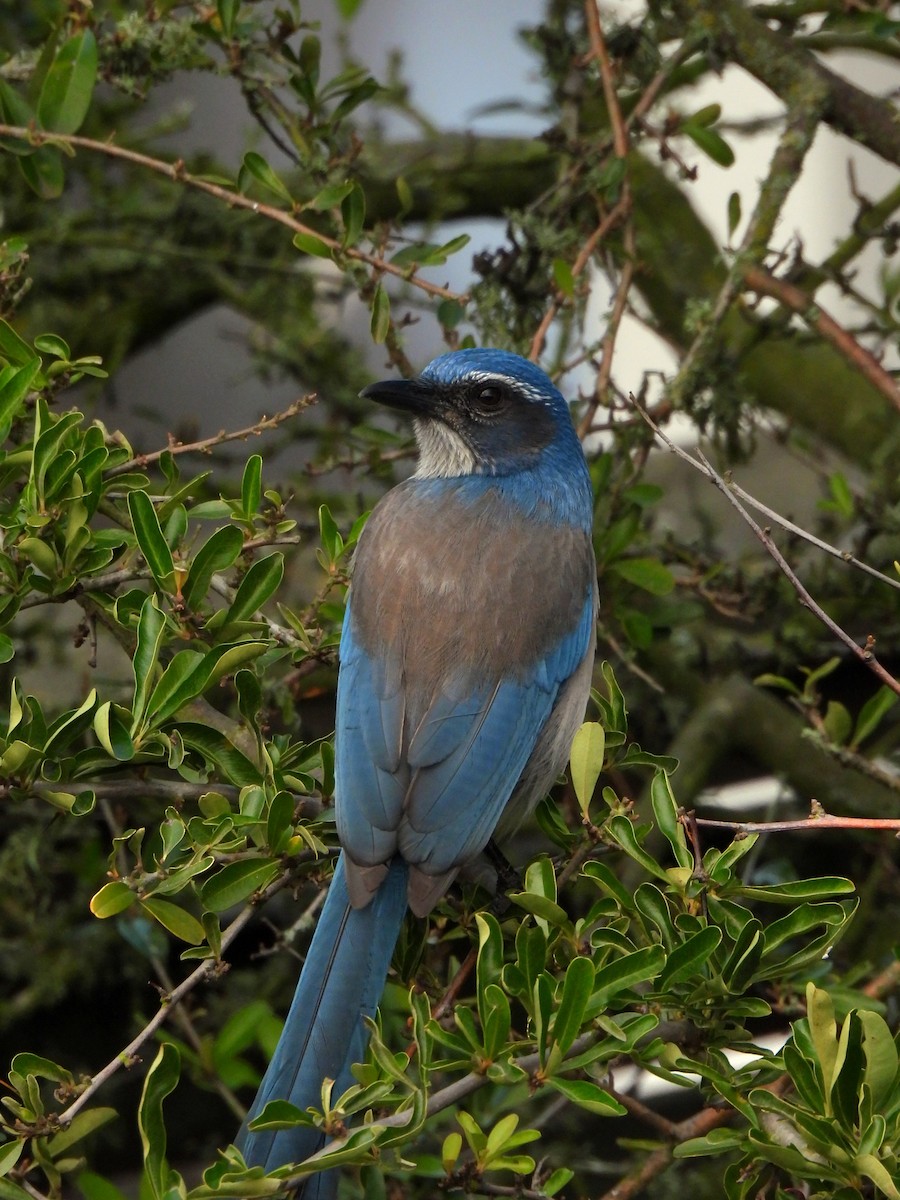 Geai buissonnier - ML644397758