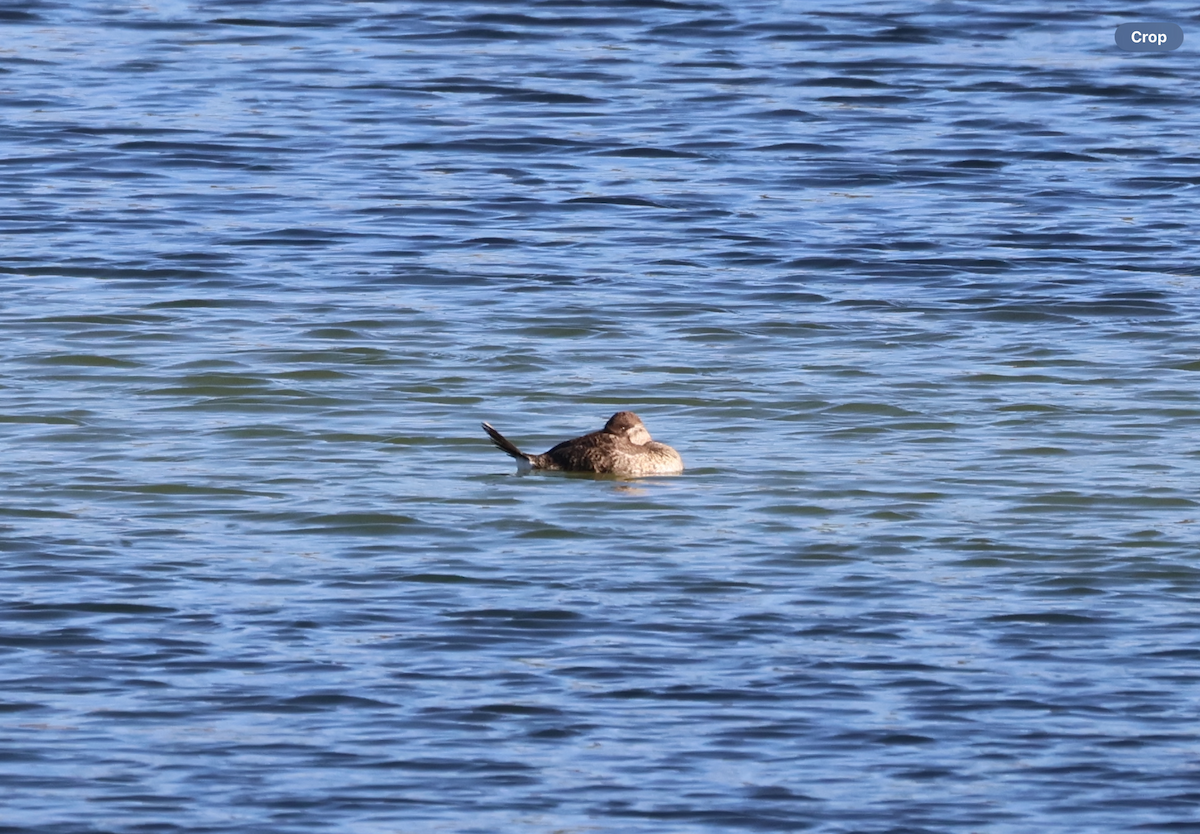 Савка американська - ML644397765