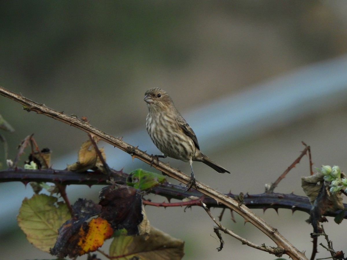 Чечевиця садова - ML644397768