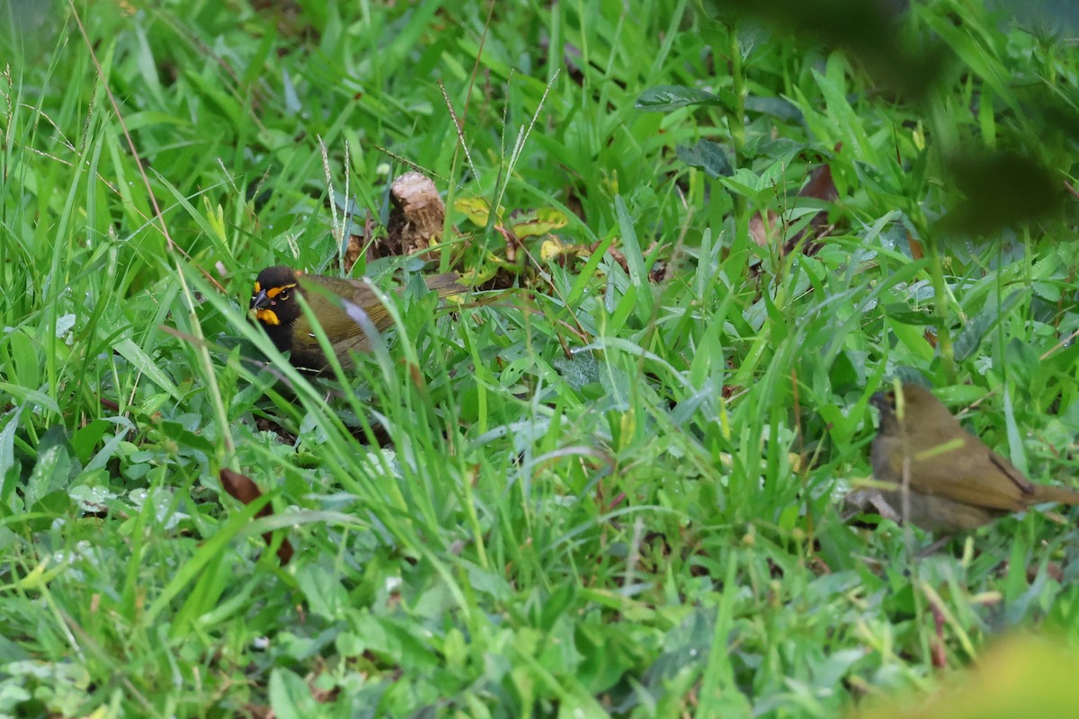Yellow-faced Grassquit - ML644397769