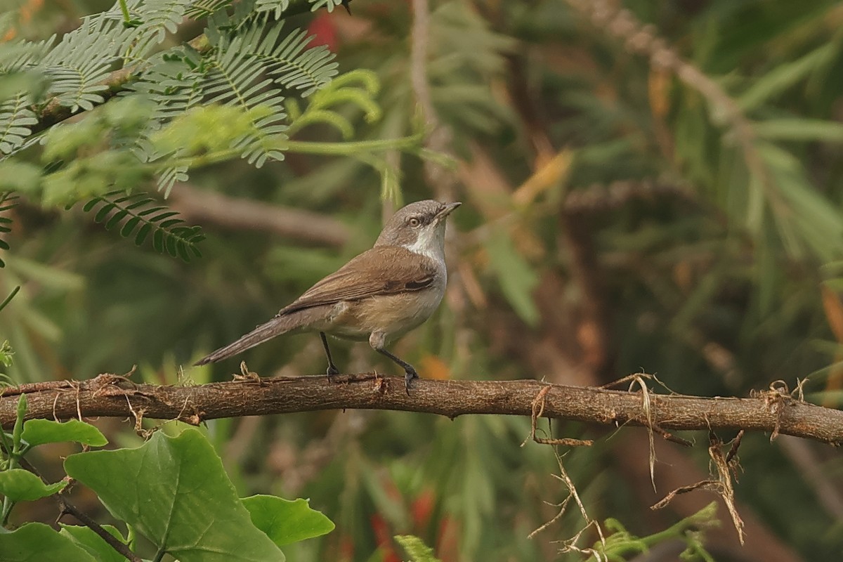 Lesser Whitethroat - ML644397770