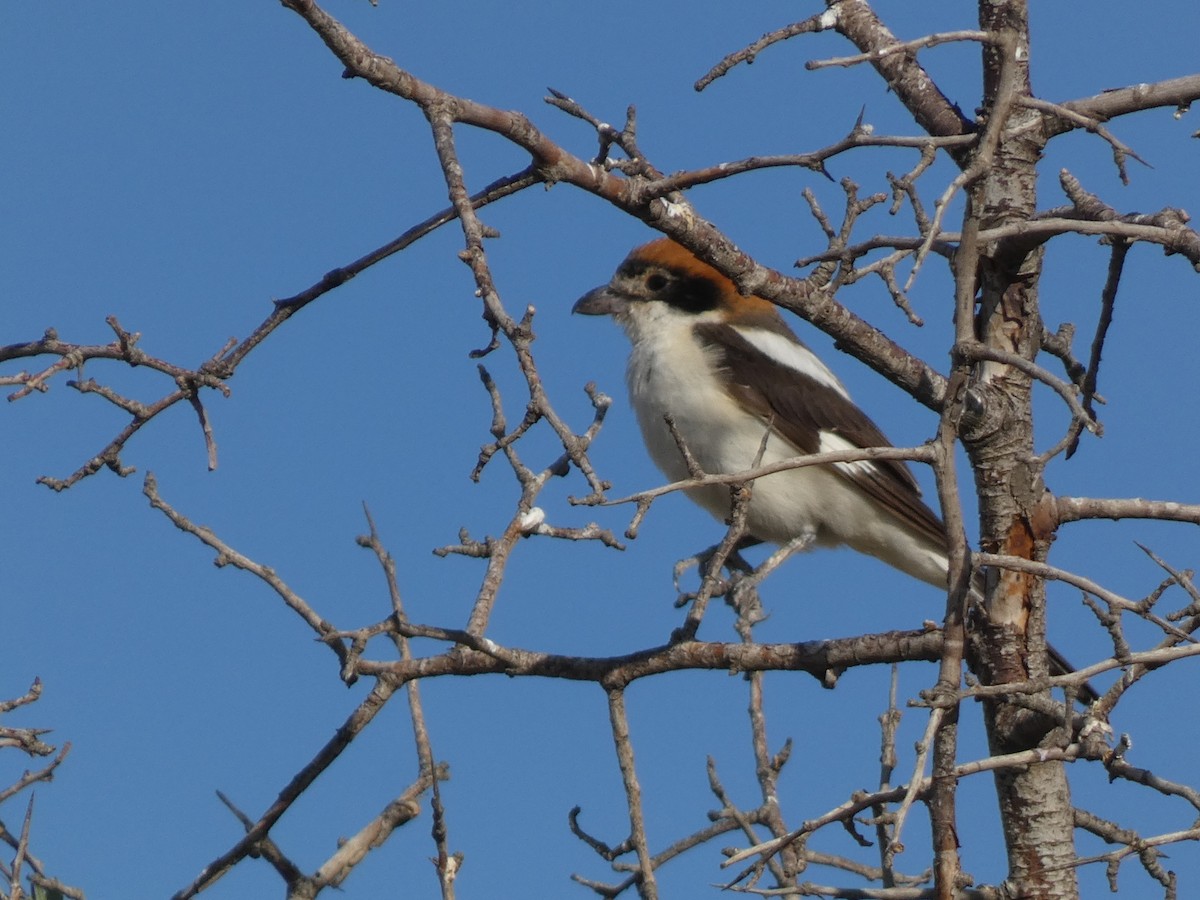 Woodchat Shrike - ML644397783