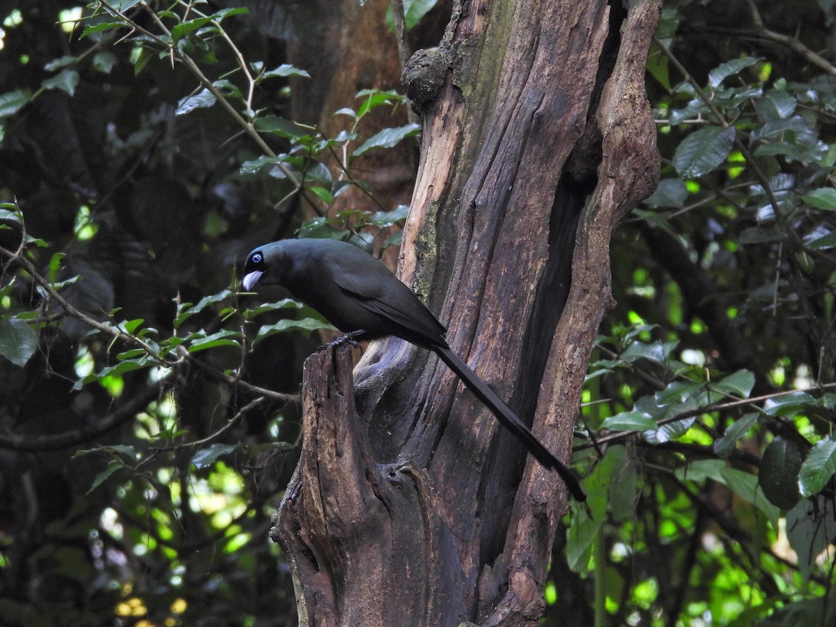 straka tmavá - ML644397784