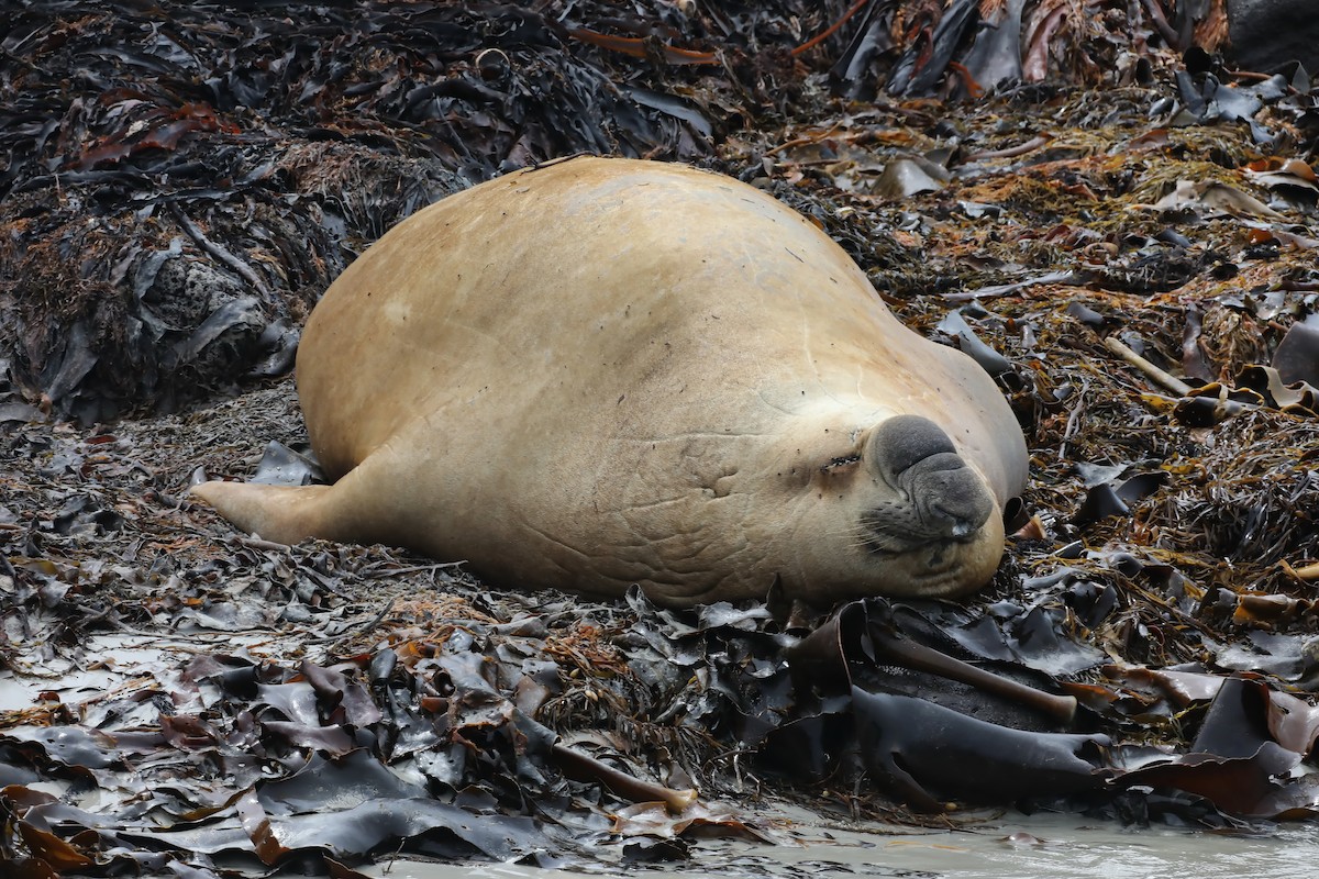 Southern Elephant Seal - ML644397785