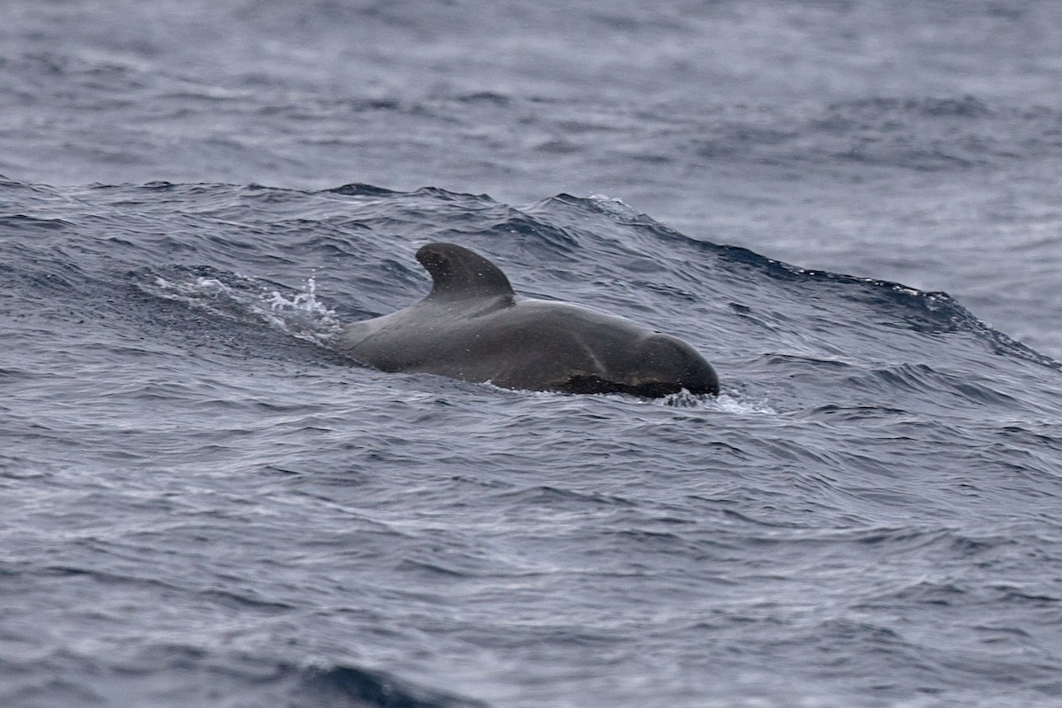 Short-finned Pilot Whale - ML644397788